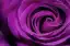 Cromoterapia cor Violeta