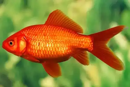 No Tarô Cigano a carta dinheiro é representado por um peixe. 